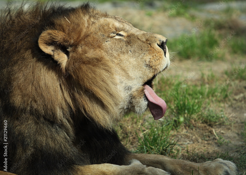 Fototapeta premium Majestic lion