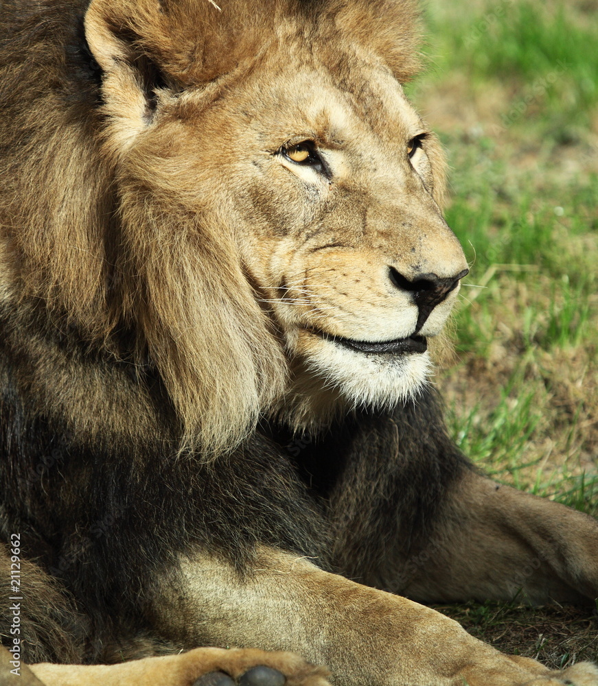 Fototapeta premium Majestic lion