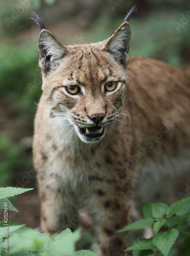 Close-up portrait of an Eurasian Lynx (Lynx lynx). © lightpoet