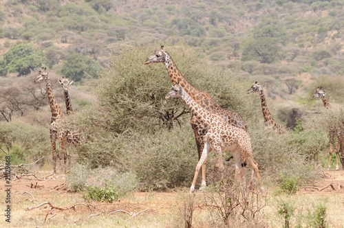 Giraffen © Stefan Richter