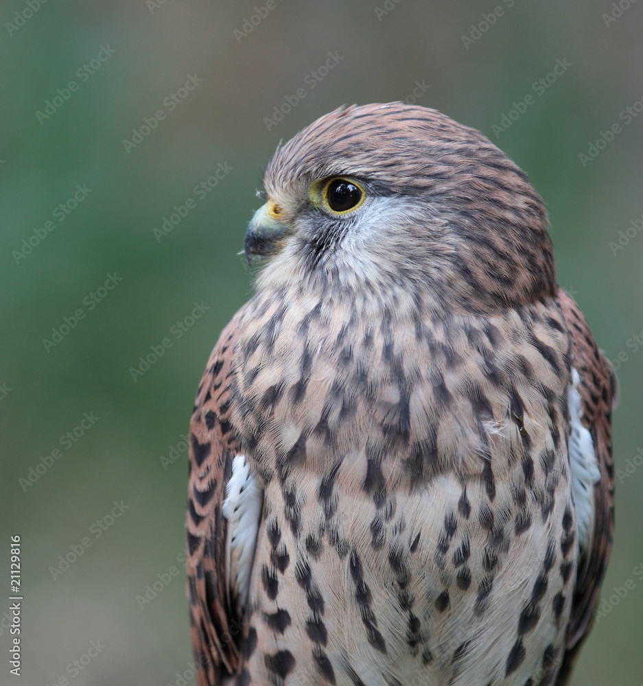 Obraz premium Common Kestrel - Falco tinnunculus - close-up view of this beaut