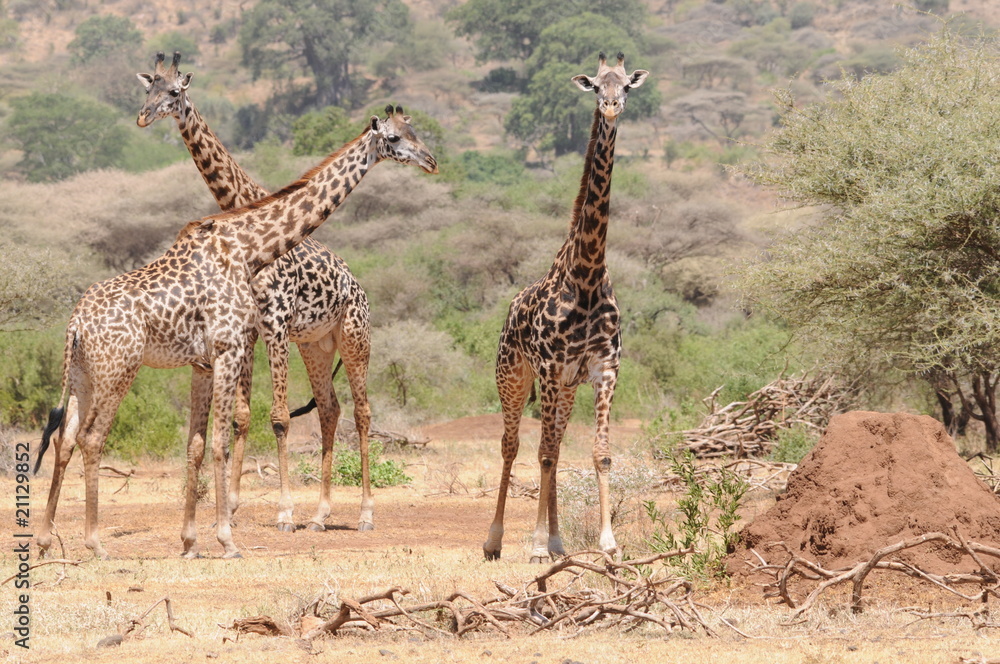 Obraz premium Giraffen