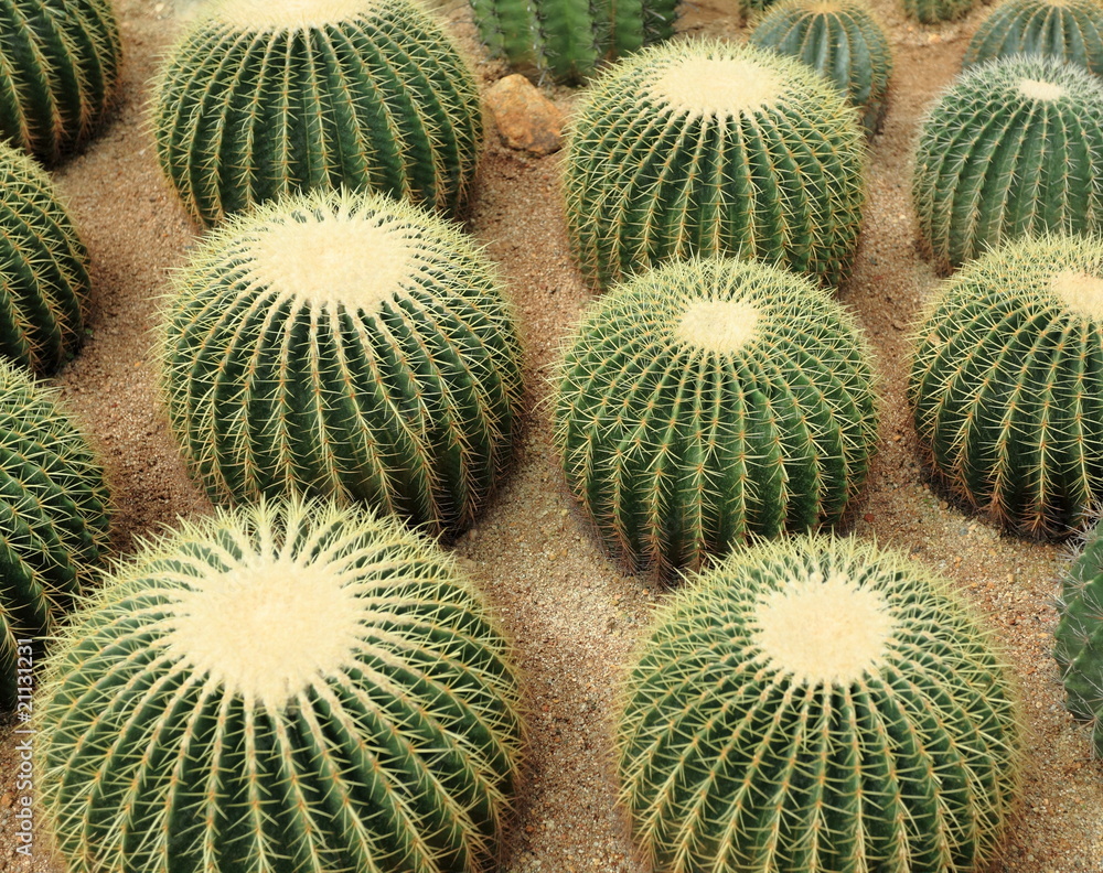 many cactaceae many cactaceae