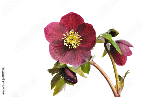 Helleborus  ‘Red Lady’ isolated on white