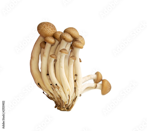 Buna Shimeji mushrooms photo