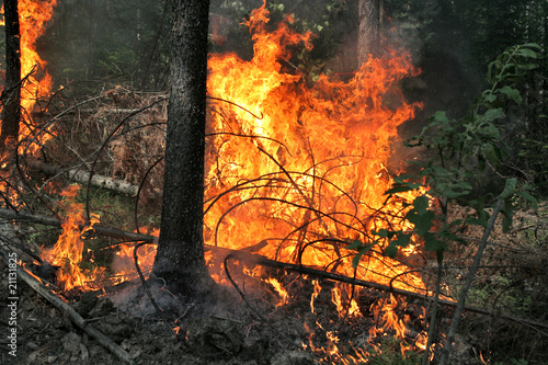 fire forest
