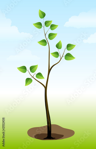 Tree plant on the ground