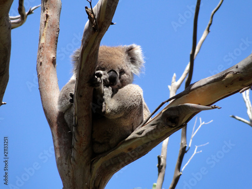 Photography lazy koala
