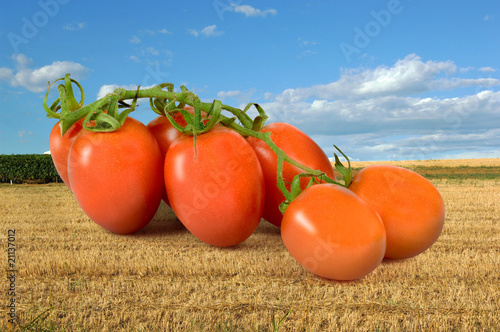 Pomodori grandi grandi photo