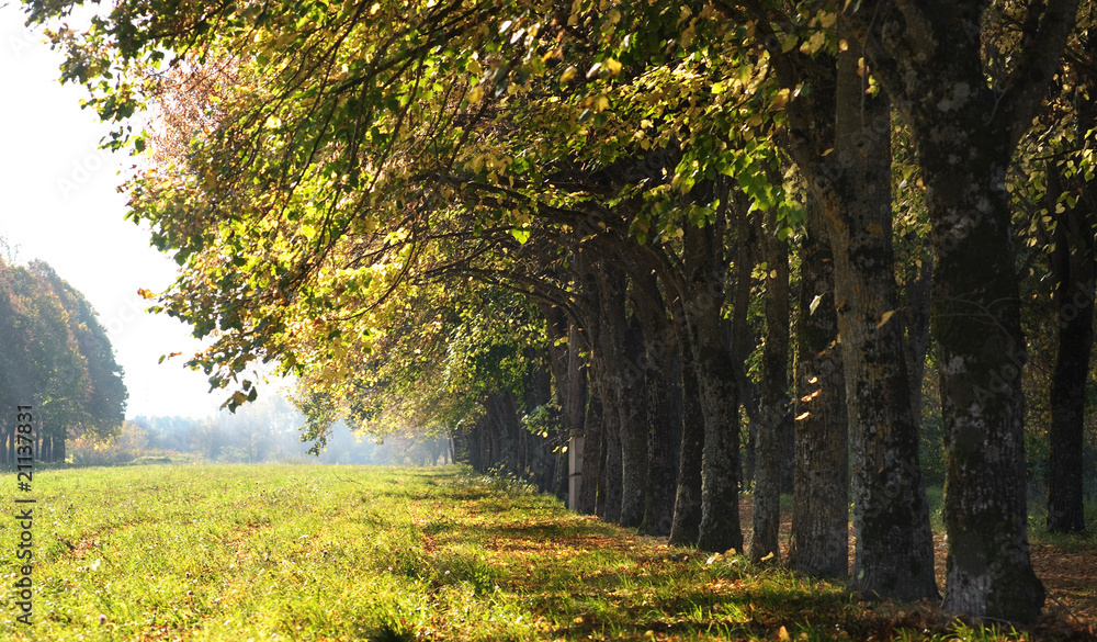 Obraz premium abstract evening autmn background