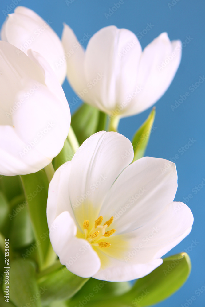 weiße tulpen-blumen