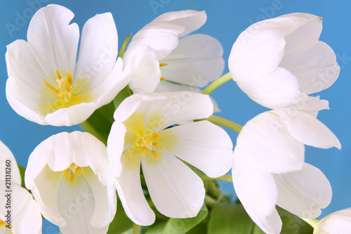 blumenstrauß-weiße tulpen