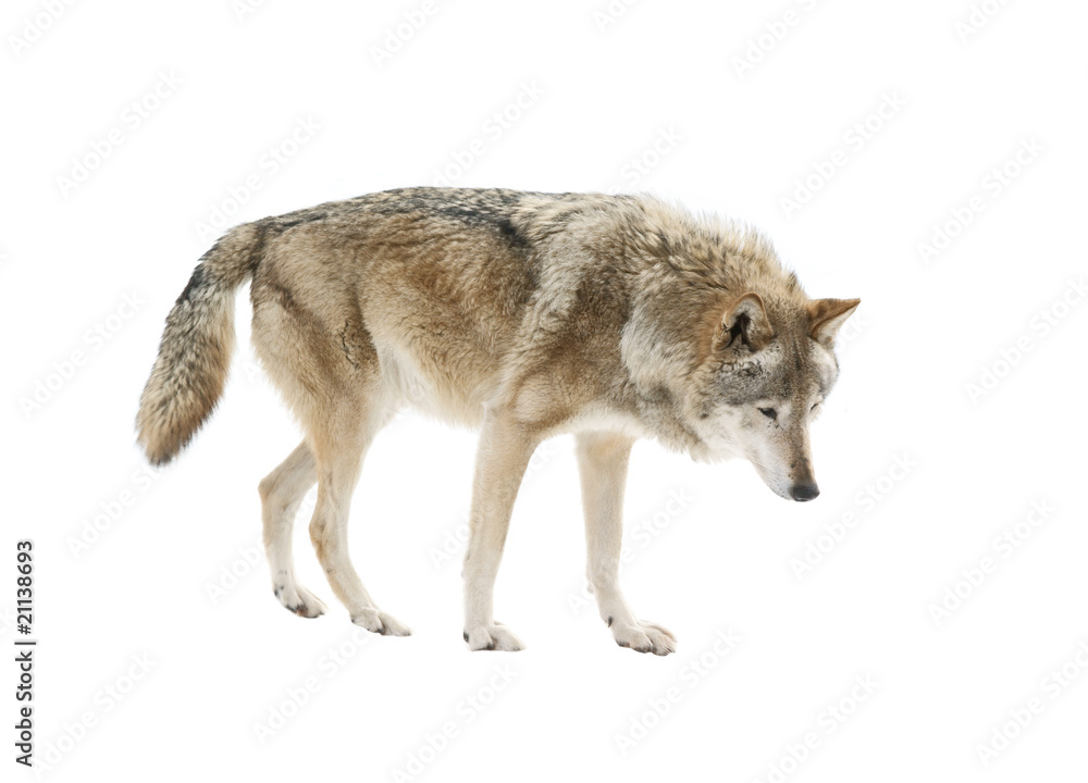 Naklejka premium Big wolf isolated on white background