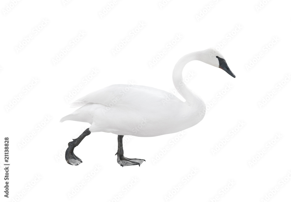Fototapeta premium Traveling swan isolated on white background