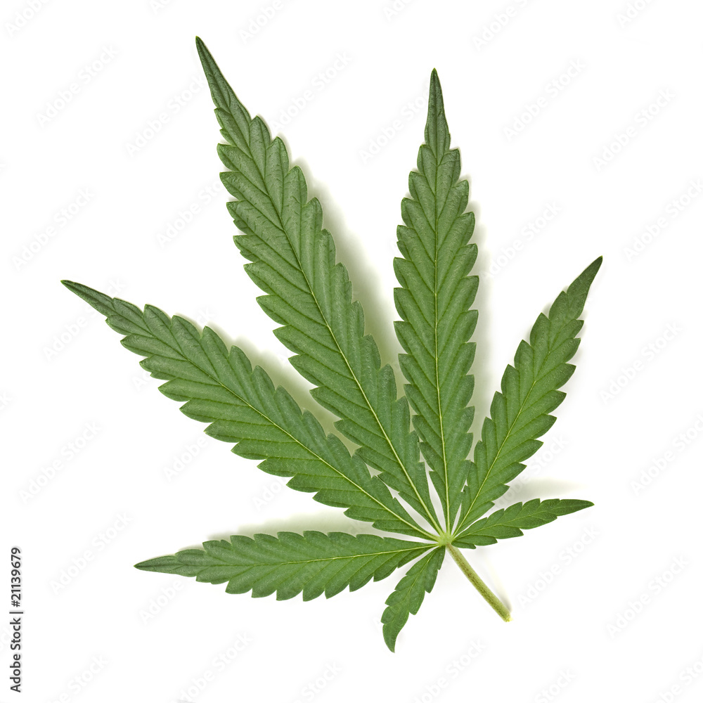 cannabis cannabis