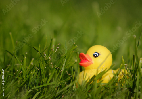 Obraz na plátně Rubber duck hidden in grass