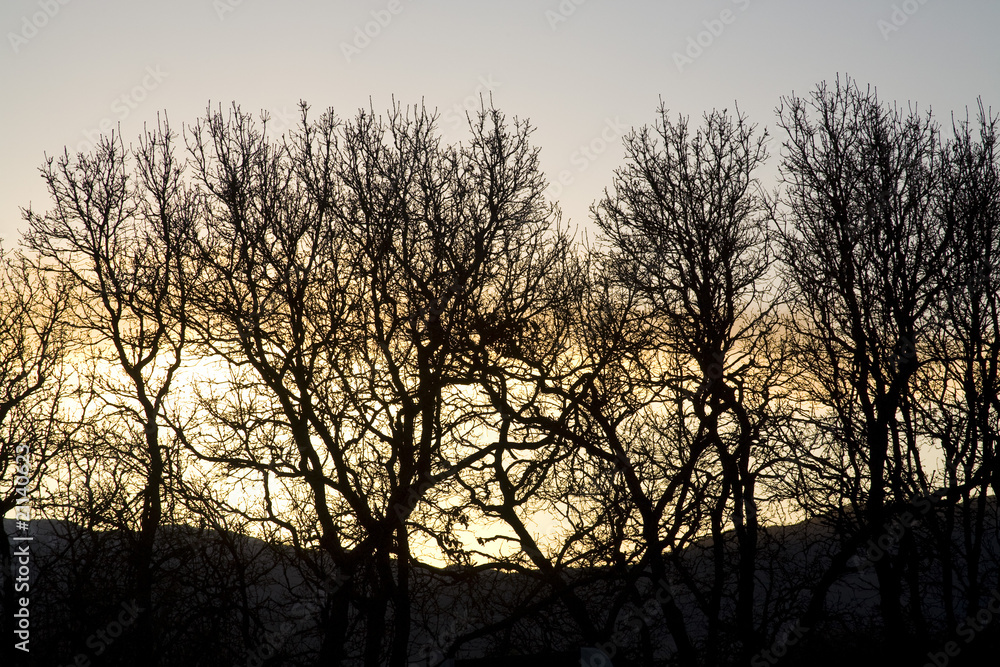 Silhouetted trees against evening sky
