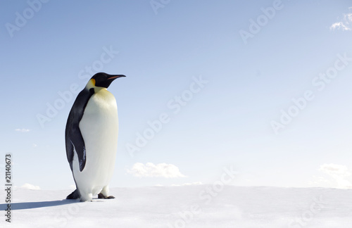 Penguin © Jan Will