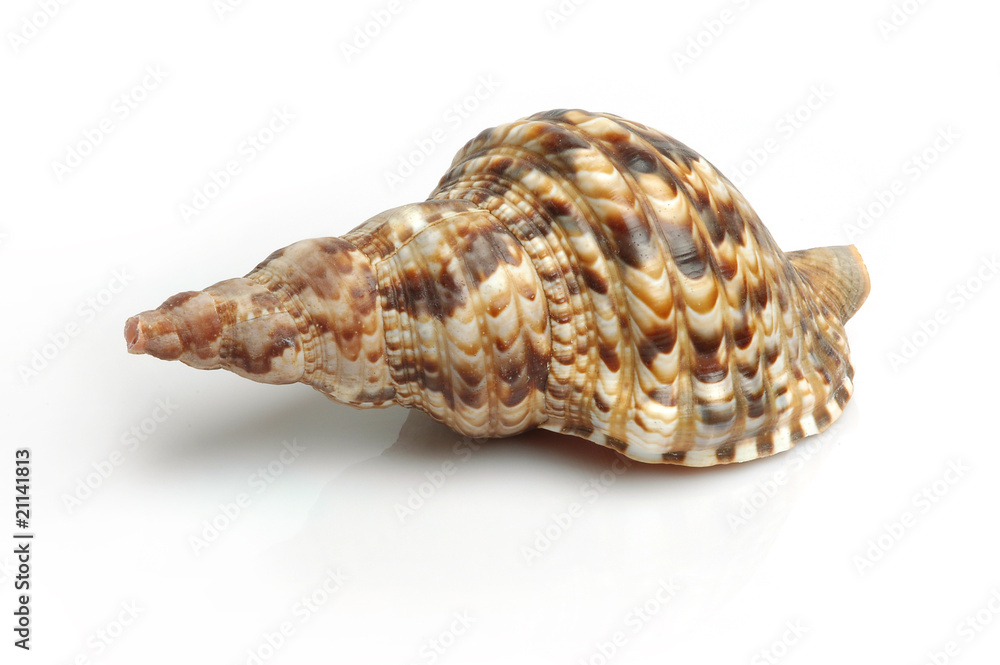 Seasheel in white background Seasheel in white background