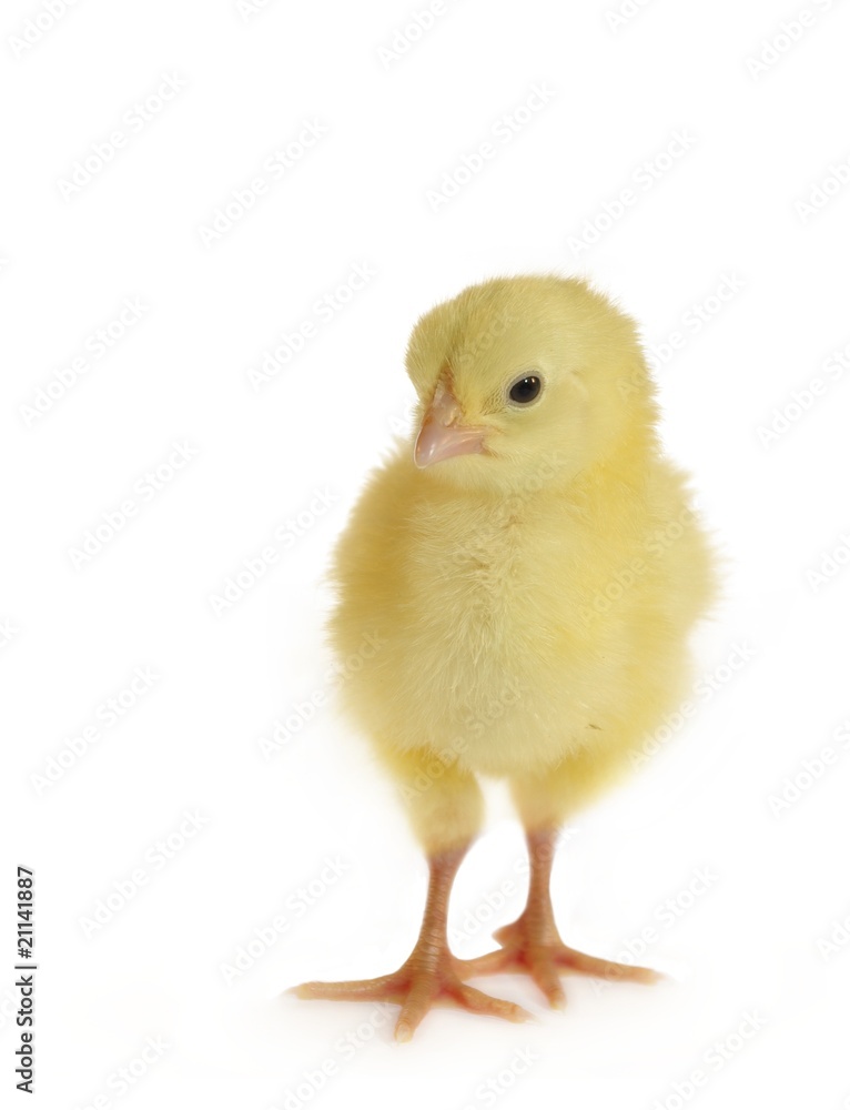 nestling nestling