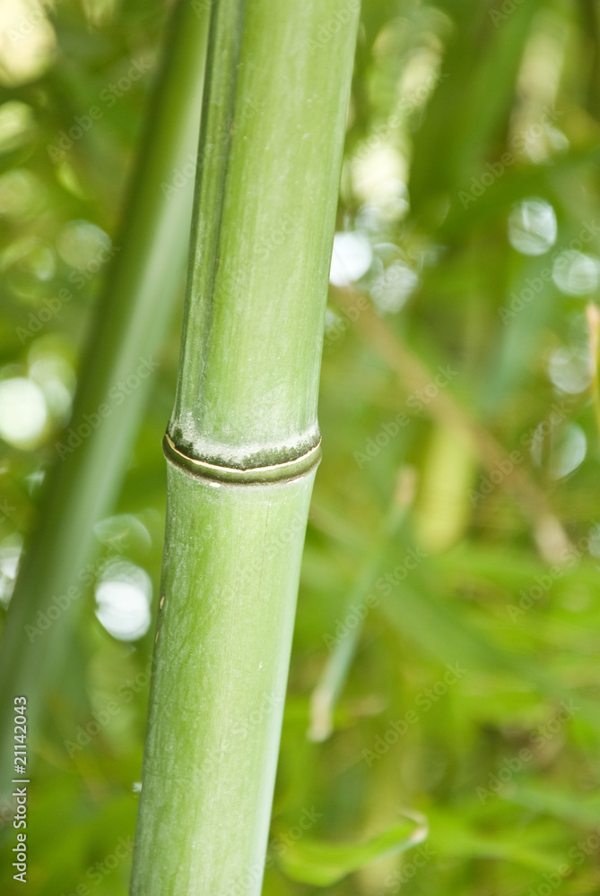 Obraz premium bambous 2