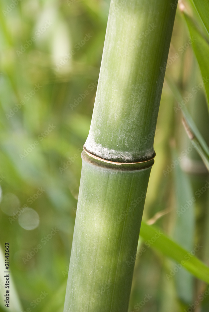 Obraz premium bambou 3