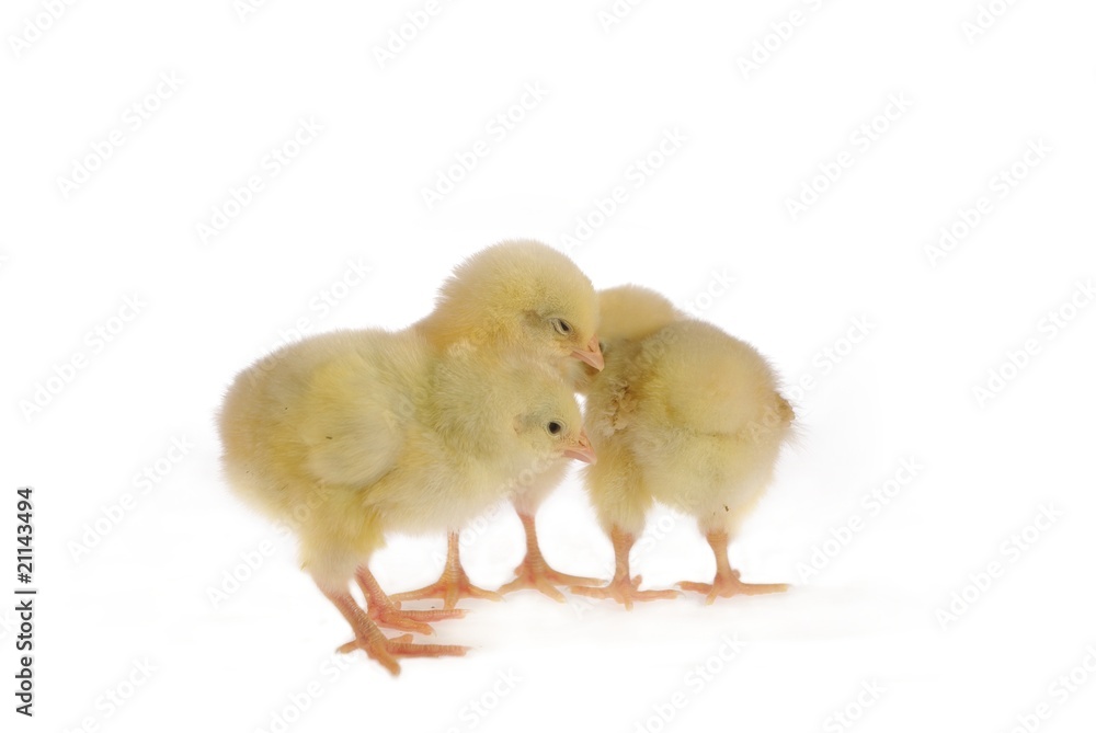 Obraz premium three nestlings