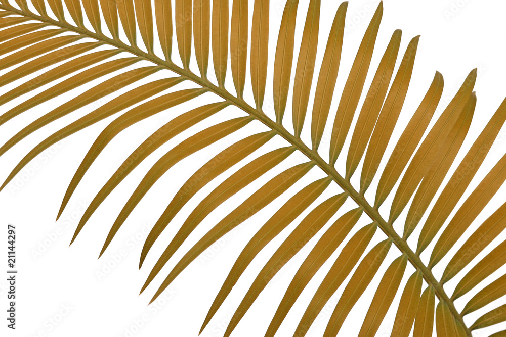 Fototapeta premium palme brune sagoutier, fond blanc