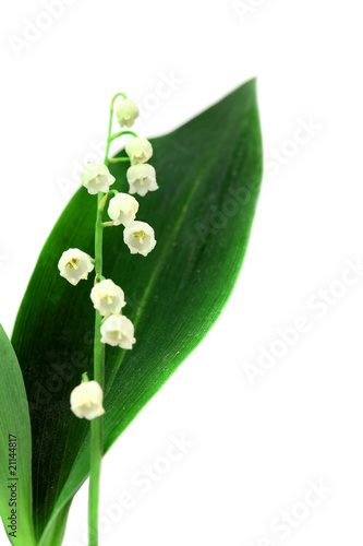 lily of the valley isolated over white
