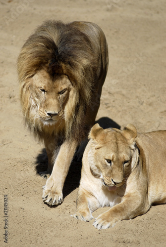 Lion et lionne sur le sable vus de dessus