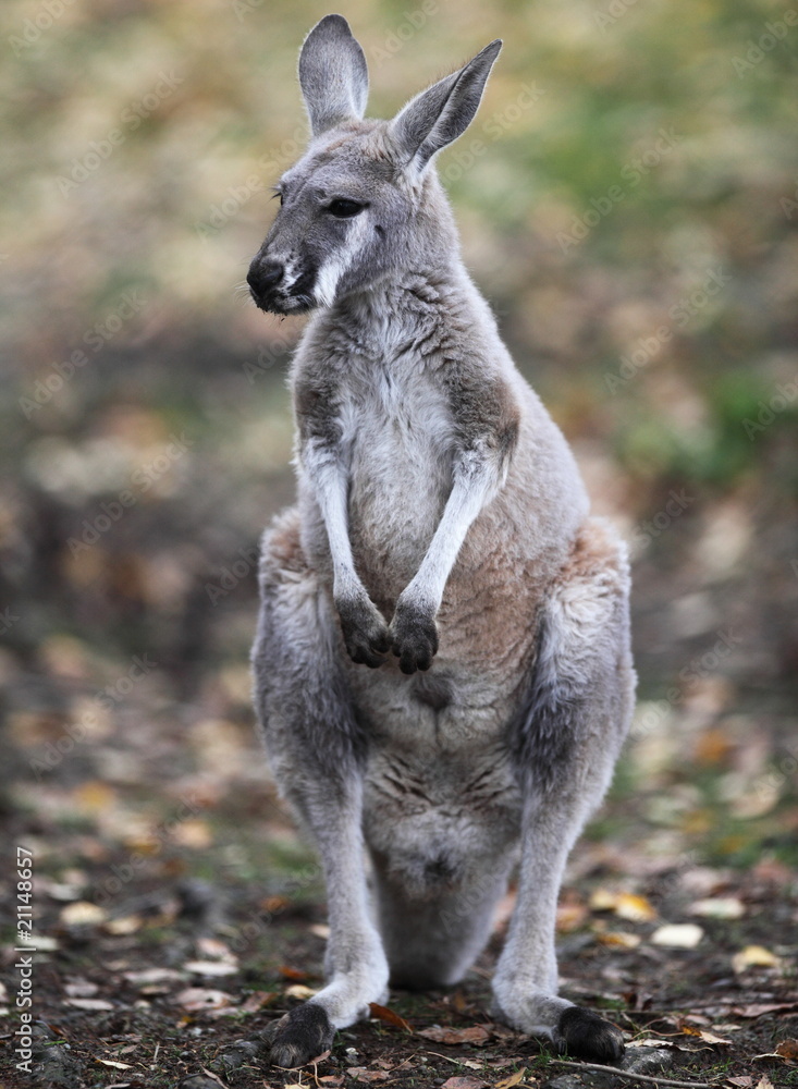 kangaroo in nature. kangaroo in nature.