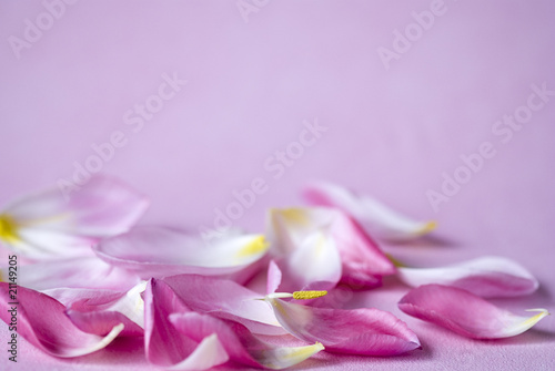 Fototapeta Naklejka Na Ścianę i Meble -  Blütenblätter Tulpen