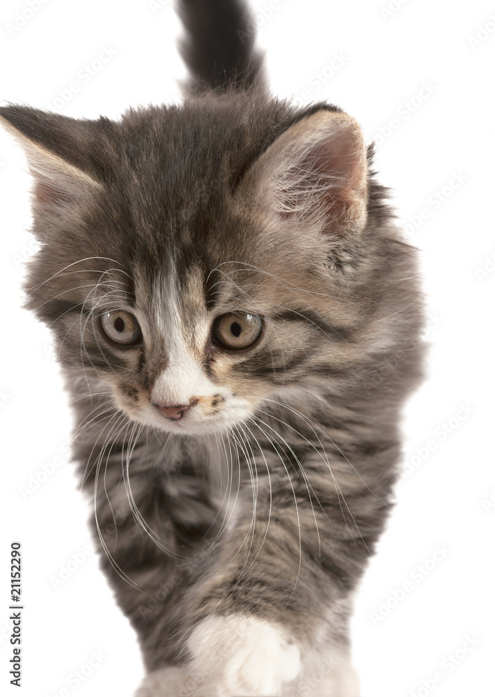 Obraz premium Domestic favourite