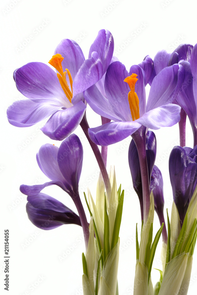Naklejka premium crocus