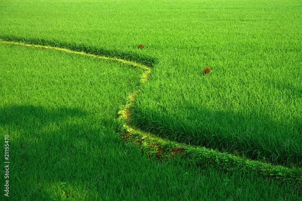 detail of terraced rice fields in south India