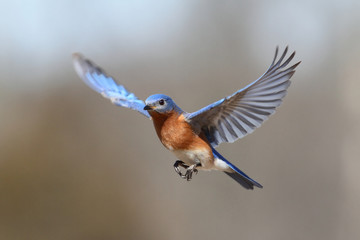 Wandcirkels Vogel Blauwe vogel in vlucht  © Steve Byland