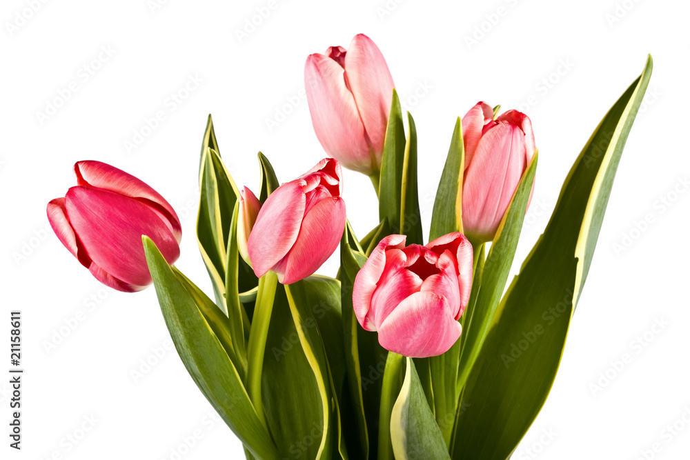 Bouquet of bright tulips on a white Bouquet of bright tulips on a white