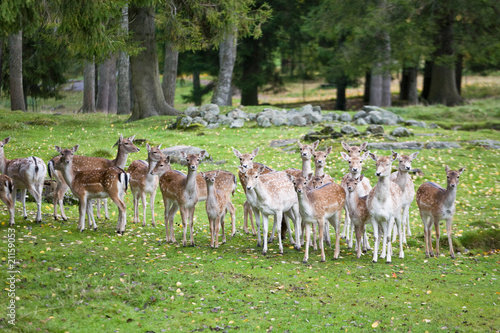 Fallow deer