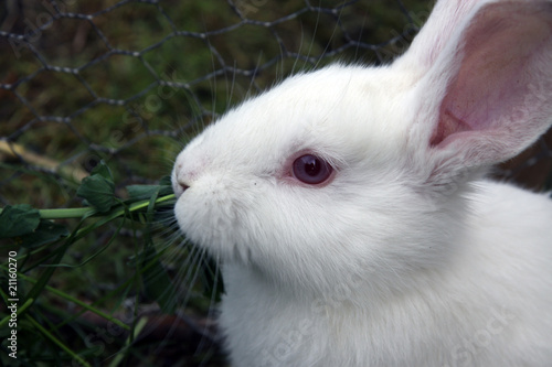 Adorable white rabbit in green grass © high_resolution
