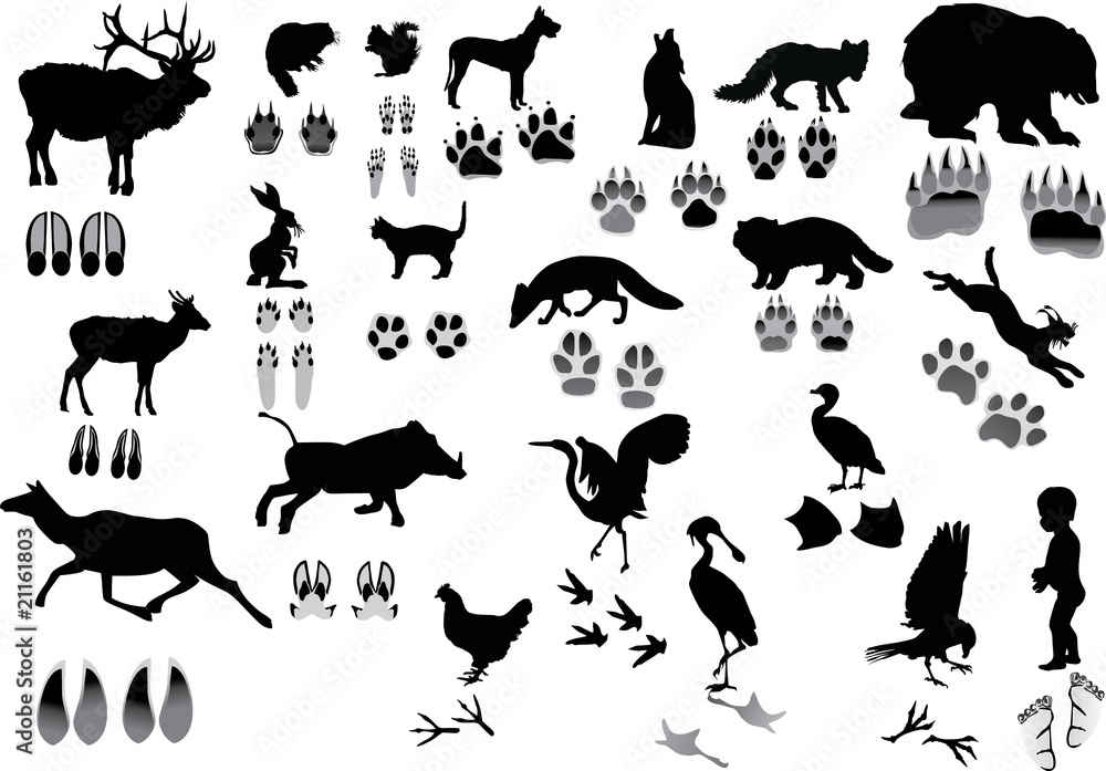 Fototapeta premium set of animals and its tracks