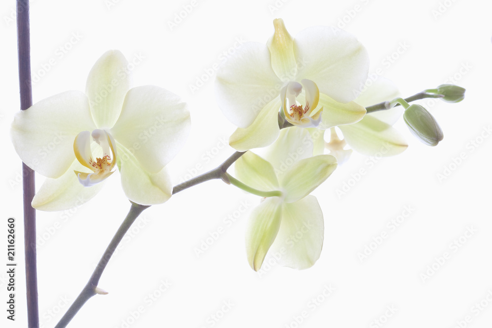 Orchidee Orchidee