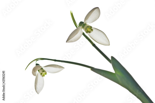 snowdrop