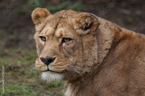lioness 6653