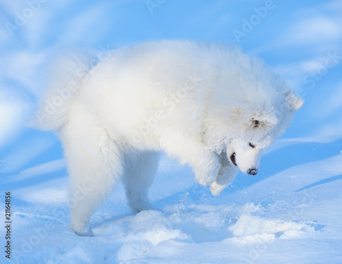 Puppy of Samoyed dog hunt on mouse