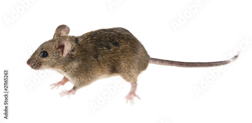 Bild auf Leinwand Common house mouse (Mus musculus) side view