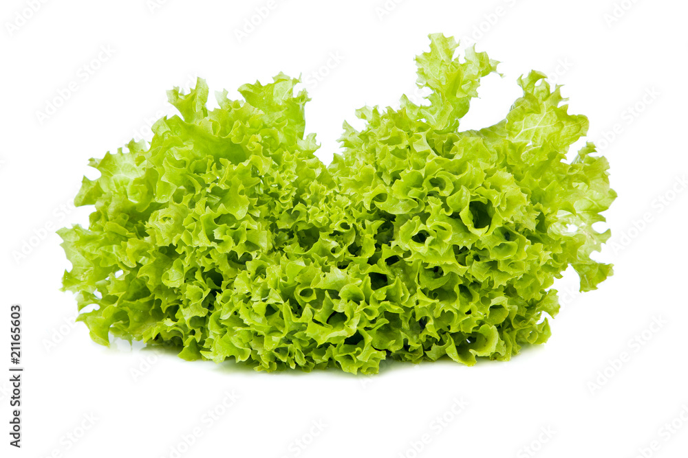 Fototapeta premium lettuce