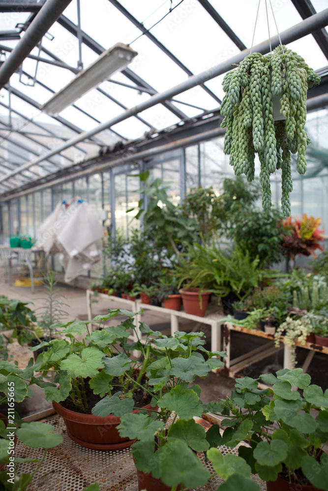 Greenhouse series - inside a greenhouse.