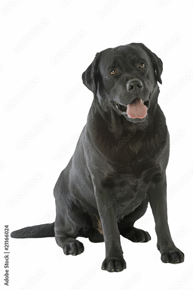 labrador noir assis de face inspirant confiance labrador noir assis de face inspirant confiance