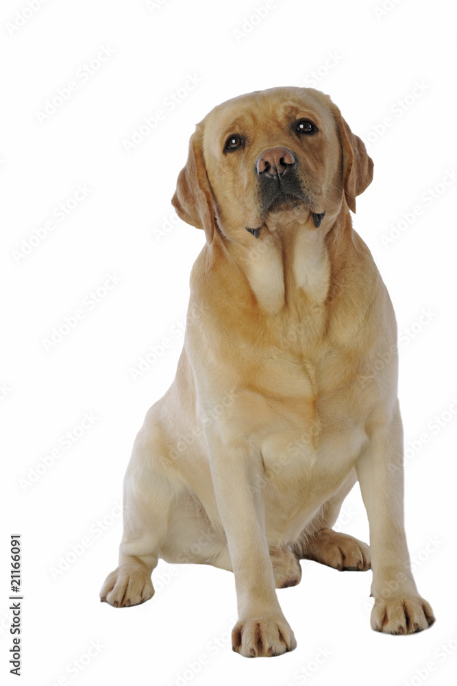 labrador adulte assis de face avec un air anxieux labrador adulte assis de face avec un air anxieux