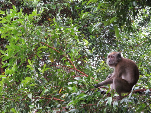 Monkey on branch feeding